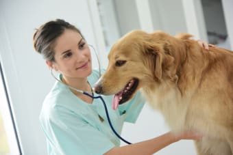 Unlocking the Vitality of Pets | The Importance of Regular Vet Check-ups