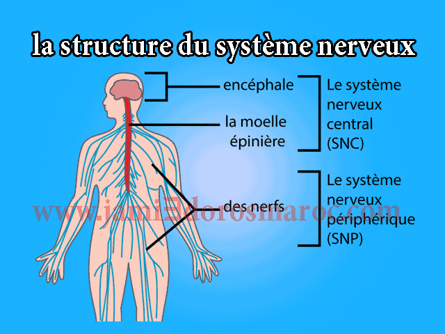 la structure du système nerveux