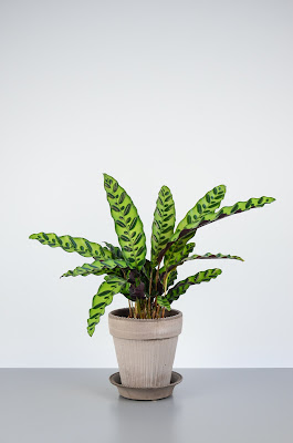 Calathea rattlesnake plant - Goeppertia insignis care