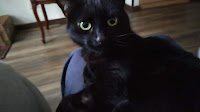 Gato Negro