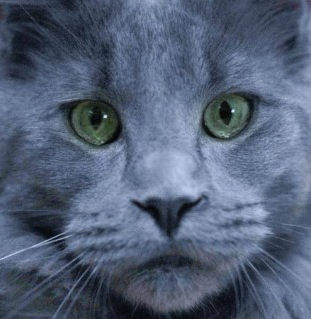 Maine Coon Russian Blue Cat Mix Personality, Size, Lifespan, Price