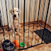 Toy or Not to Toy: The Debate on Putting Toys in Your Puppy’s Crate at Night