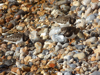 Turnstones