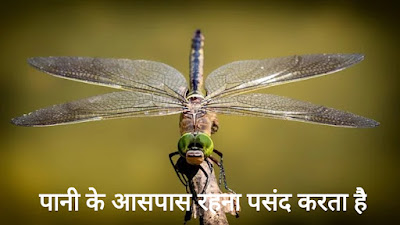 Dragonfly Information In Hindi