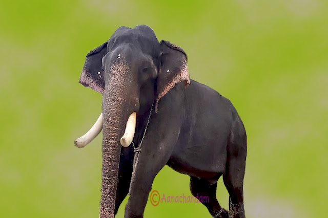 Malayalapuzha Rajan image