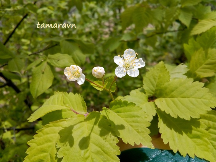 Вишня Максимовича / Черёмуха Максимовича (Cerasus maximowiczii, =Prunus maximowiczii, =Padus maximowiczii)