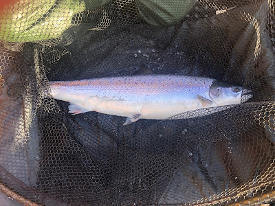 Spring Salmon Fishing