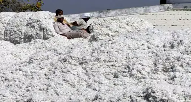 real time commodity market of cotton price hike agriculture in Gujarat due to cotton revenue sharp rise