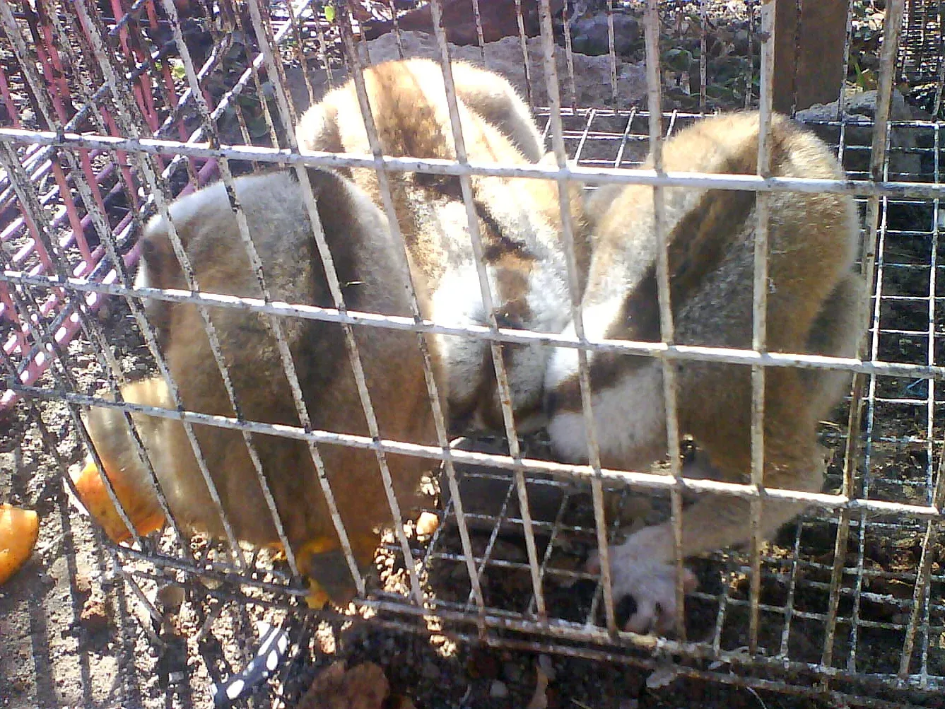 illegal trade of javan slow loris