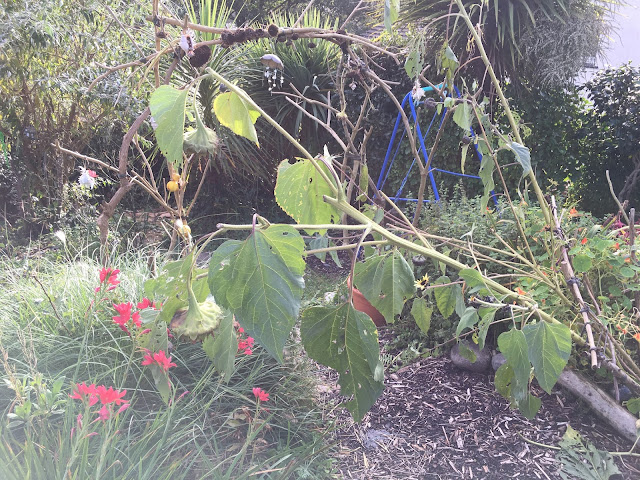 storm battered sunflowers