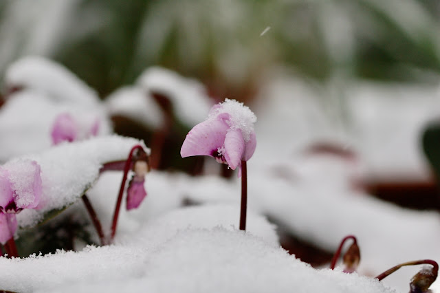 Cyclaam in de sneeuw.