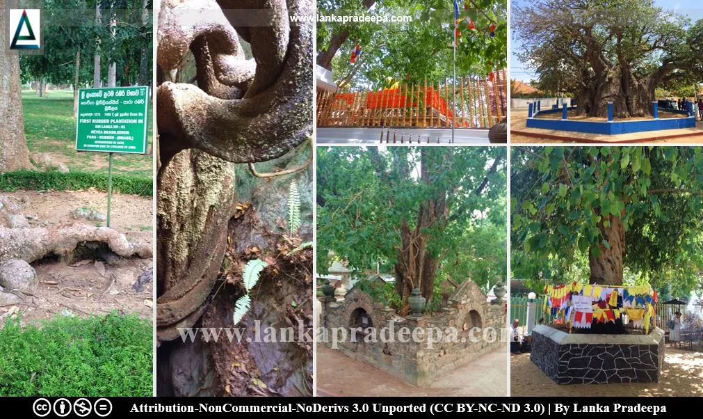 Historical and Memorial Trees in Sri Lanka