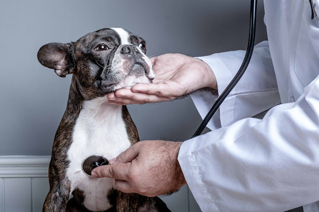 tos de la perrera tratamiento bulldog francés