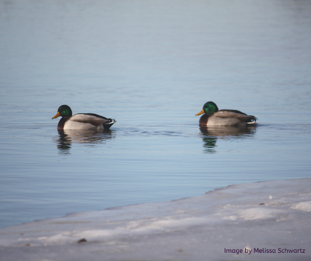 Ducks gliding by on the Fox River.