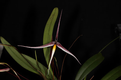 Bulbophyllum speciosum - The Outstanding Bulbophyllum care