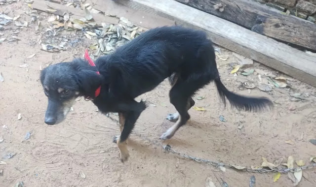 Polícia Ambiental autua homem em R$ 3 mil por maus-tratos a cão em Lucélia