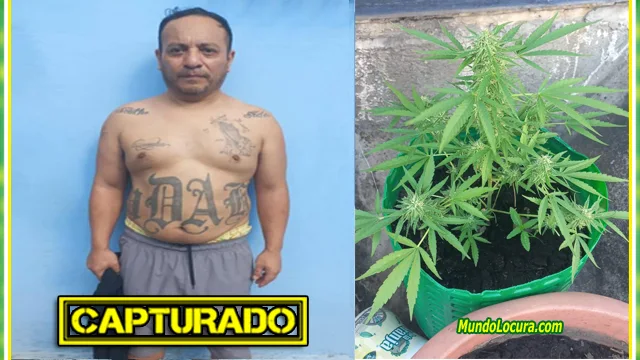 El Salvador: Capturan a pandillero con una planta de marihuana en el Cerco Soyapango