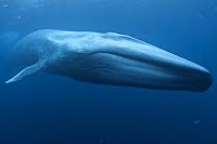 Blue whale (ब्लू व्हेल)