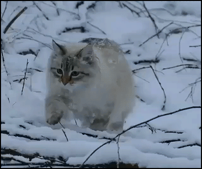 Fluffy Cat GIF • Beautiful cat walking in the snow like a little snow leopard [ok-cats-gifs.com]