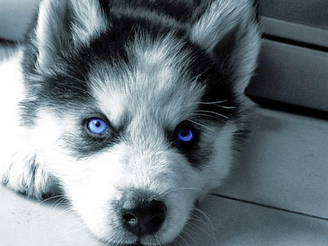 Husky puppies blue eyes