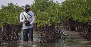 Pengelolaan Hutan Mangrove