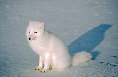 Rubah Arctica (Alopex lagopus)