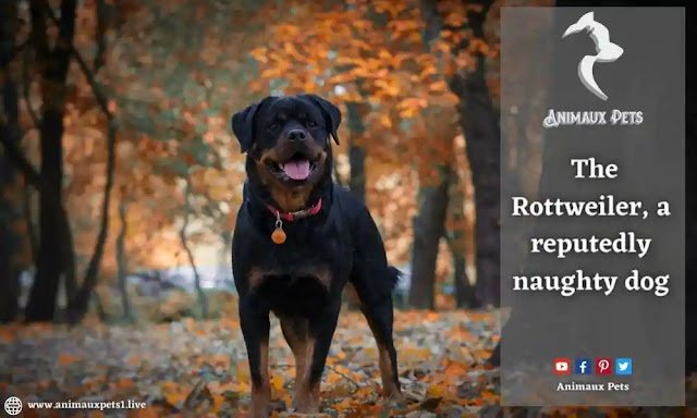 The Rottweiler, a reputedly naughty dog