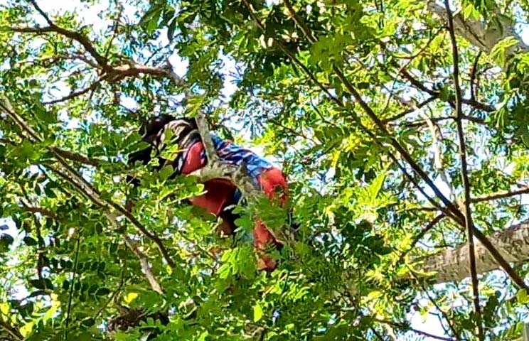 The-young-man-is-riding-on-the-trunk-of-a-tree