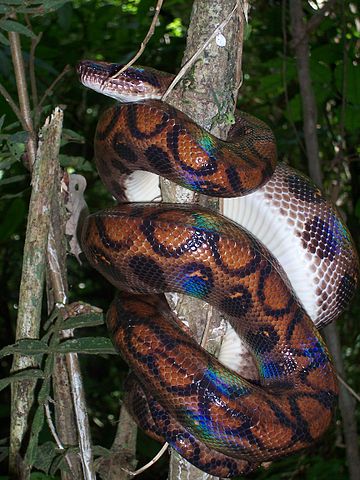 Rainbow boa is among the most beautiful snakes in the world.