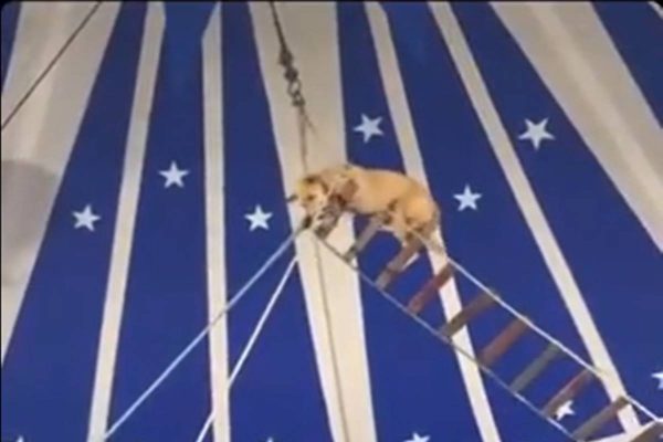 Circo é notificado após fazer número acrobático com cachorro; Vídeo