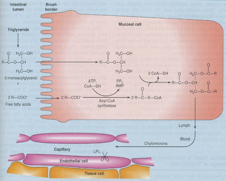 Regulation of Lipid metabolism B. Pharm Class Notes