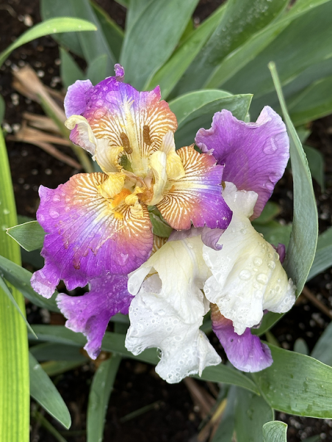 IRIS