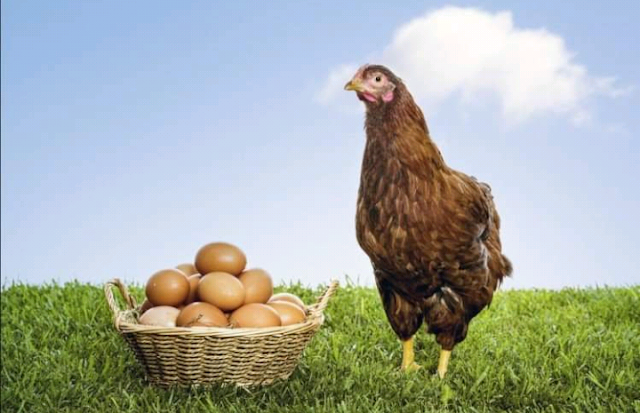 पहले मुर्ग़ी आई या अंडा ? इस कठिन सवाल का जवाब वैज्ञानिकों ने खोज निकाला.. 