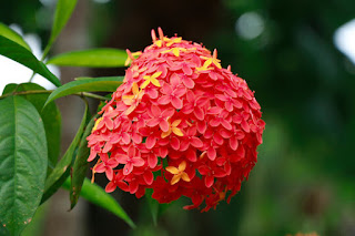 Ashok Flower