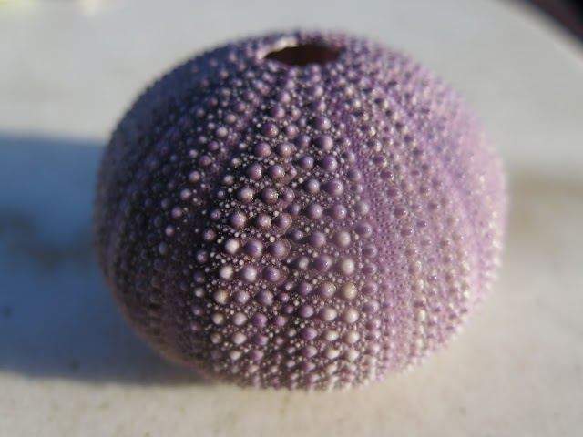 PHYLUM ECHINODERMATA | classification