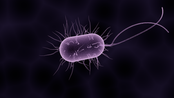 عدوى الإشريكية القولونية - E. coli Infection ( What is E. coli? )