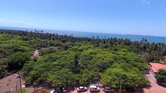 Cajueiro-Rei do Piauí pode entrar para o Guinness World Records