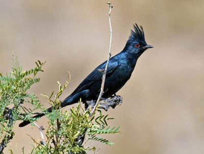 Photo of Phainopepla in bush