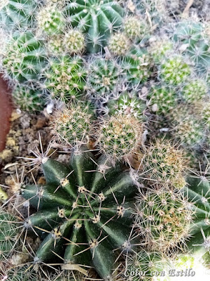 Cactus Echinopsis oxygona