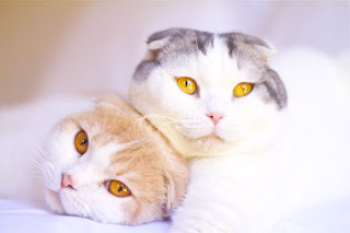 Scottish Fold, el gato con orejitas dobladas