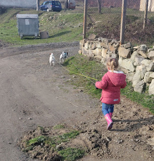 Rosie holding both leads on our walk