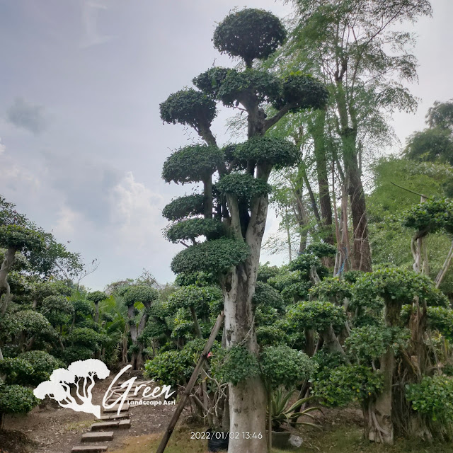 Jual Bonsai Beringin Korea Taman (Pohon Dolar) di Subang Garansi Mati Terjamin