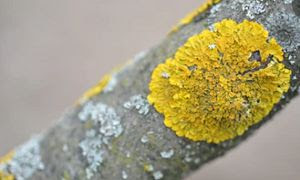 Stone flowers in urdu