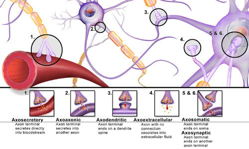 Synapse classification and function