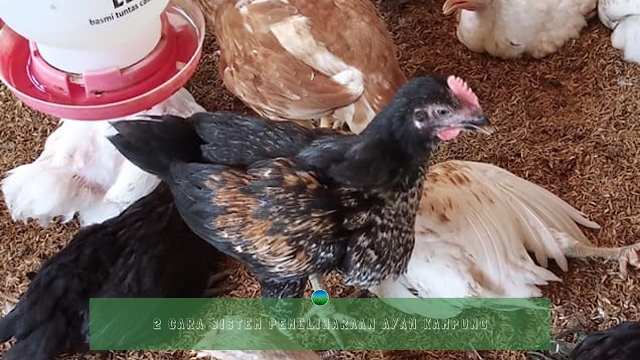 2 Cara Sistem Pemeliharaan Ayam Kampung