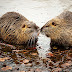 Limburg actualiseert beleidslijn bever