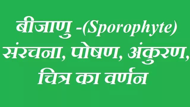 बीजाणु -(Sporophyte) की संरचना, पोषण,अंकुरण,चित्र का वर्णन|hindi