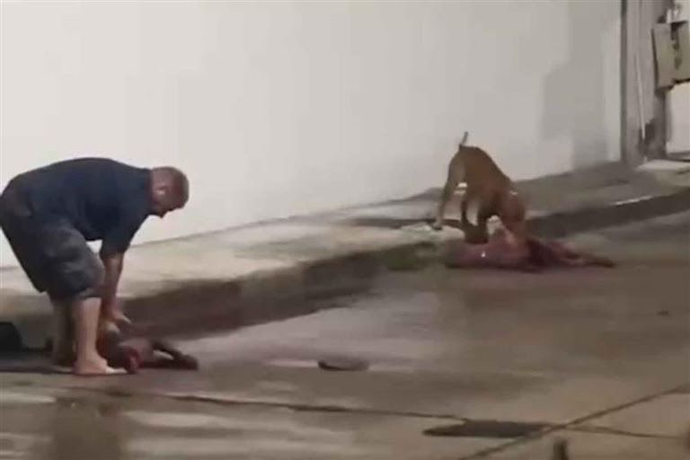 Bang Lamung Pit Bull Attack: Locals Demand Stricter Safety Measures