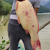 #reportan hoy viernes en el embalse de hidro Ituango #RioCauca Sacamos esta hermosa carpa, peso 26 libras 
