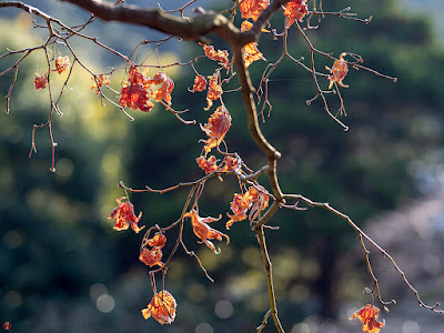 Withered leaves: Kaizo-ji